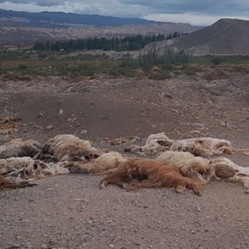 Más llamas muertas, esta vez en Rodeo