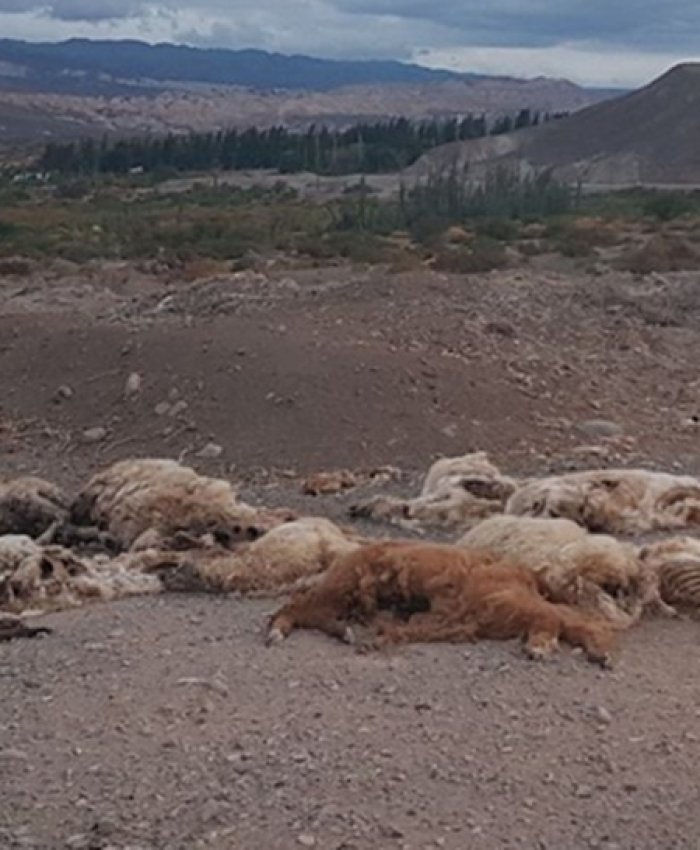 Más llamas muertas, esta vez en Rodeo