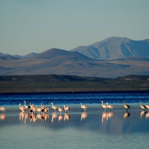 Mendoza: la laguna de Llancanelo puede desaparecer por culpa del fracking