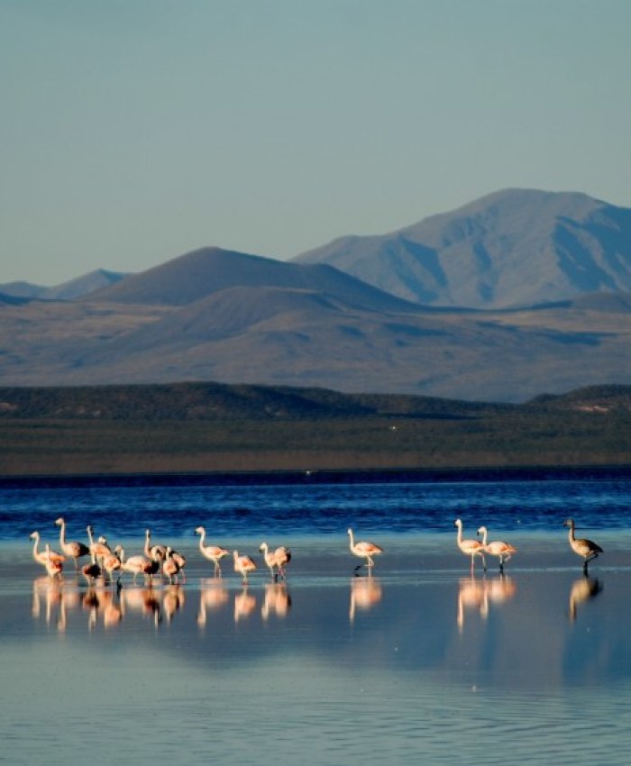Mendoza: la laguna de Llancanelo puede desaparecer por culpa del fracking