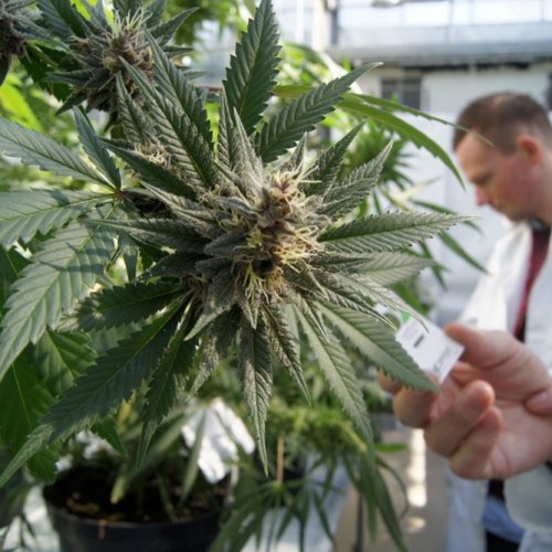 Cannabis medicinal: San Juan aprobó su producción local