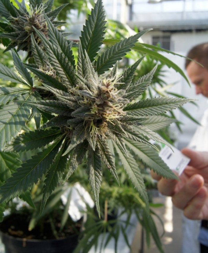 Cannabis medicinal: San Juan aprobó su producción local