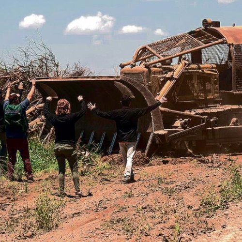 Salta:  Un castigo por la tala ilegal
