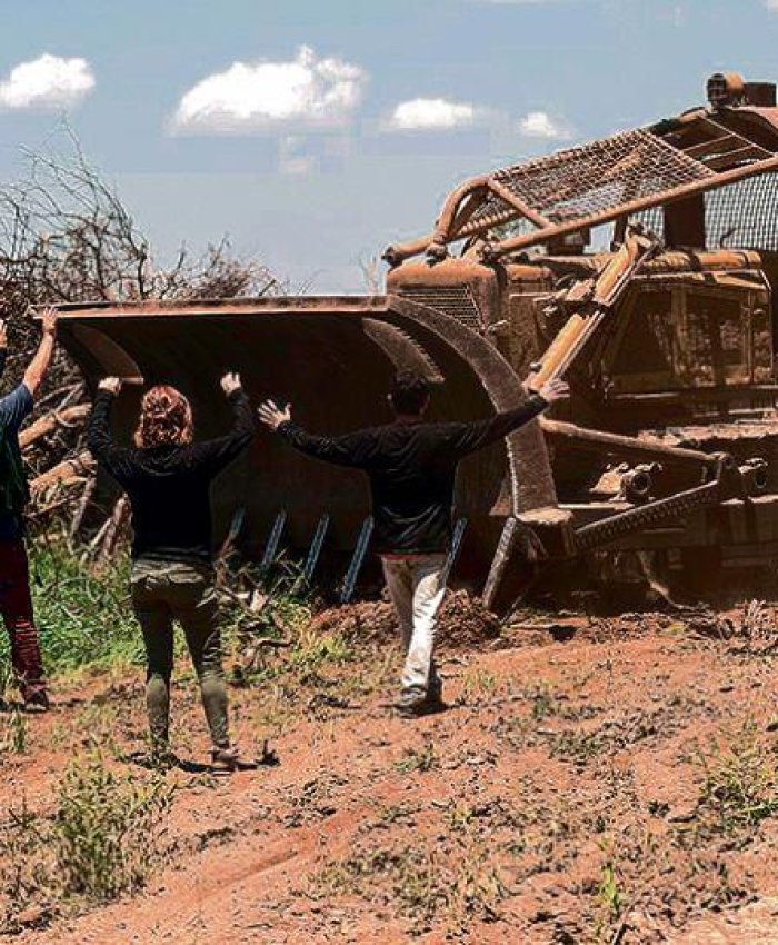 Salta:  Un castigo por la tala ilegal