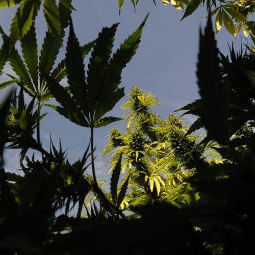 Una nota para leer en el día de «La Marcha Internacional de la Marihuana» (Cannabis: un mercado posible para hacerse de recursos y responder al post pandemia)