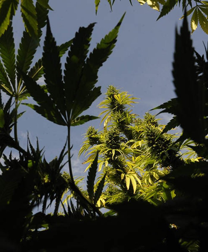 Una nota para leer en el día de «La Marcha Internacional de la Marihuana» (Cannabis: un mercado posible para hacerse de recursos y responder al post pandemia)