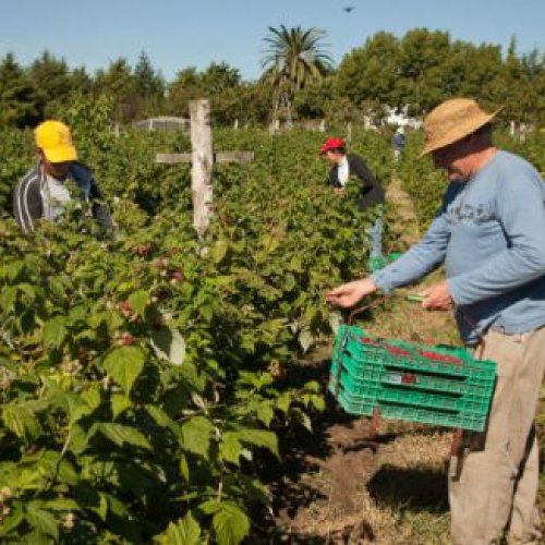El Gobierno dejó sin ayuda a miles de pequeños productores rurales