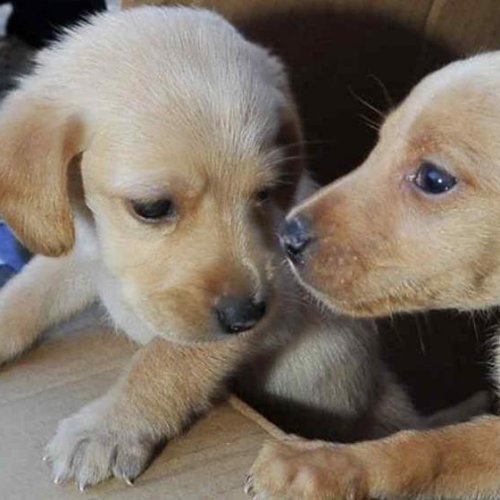 Capital prohibió la entrega de animales en lugares públicos