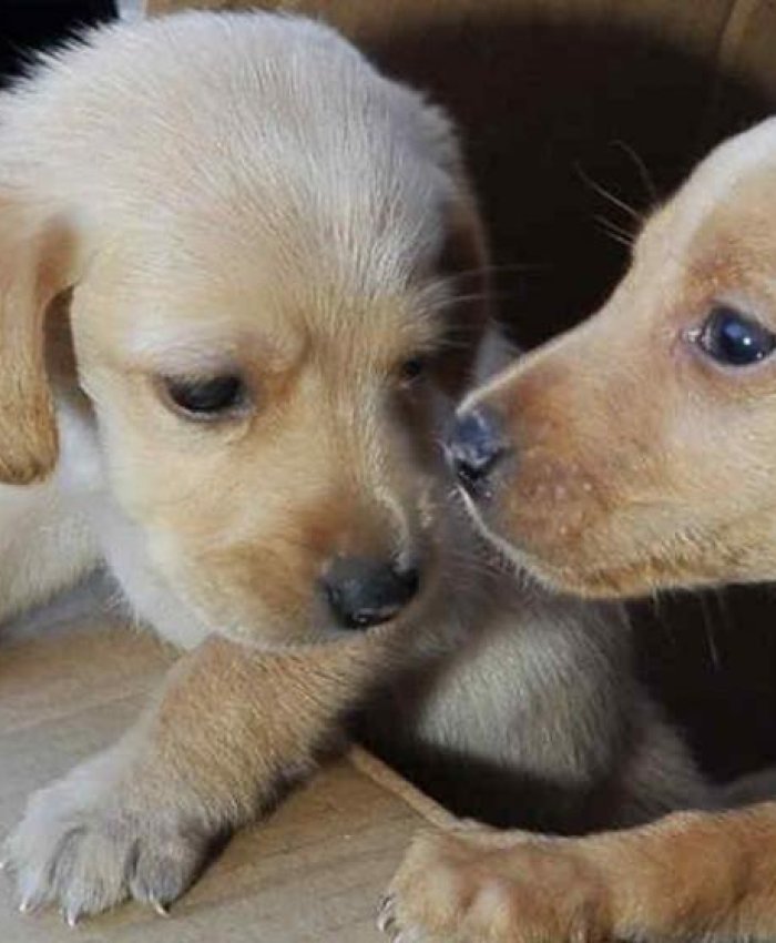 Capital prohibió la entrega de animales en lugares públicos