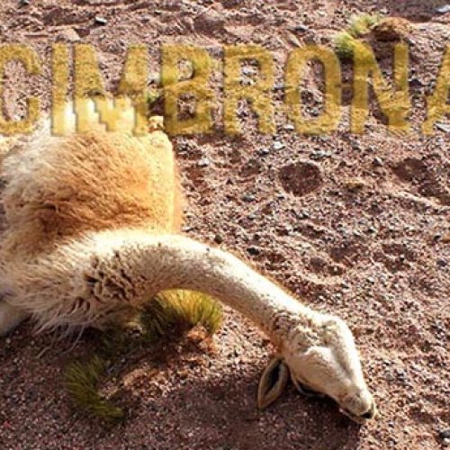 Una Cuestión De Enfoque: sobre la muerte de vicuñas en la Reserva de Biosfera San Guillermo