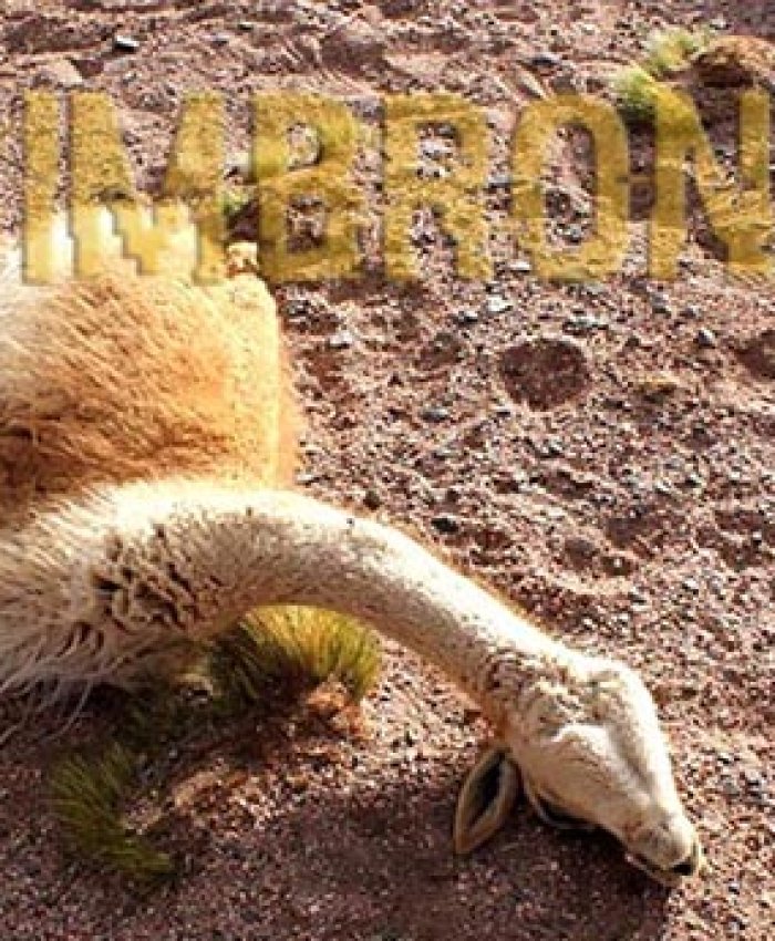 Una Cuestión De Enfoque: sobre la muerte de vicuñas en la Reserva de Biosfera San Guillermo