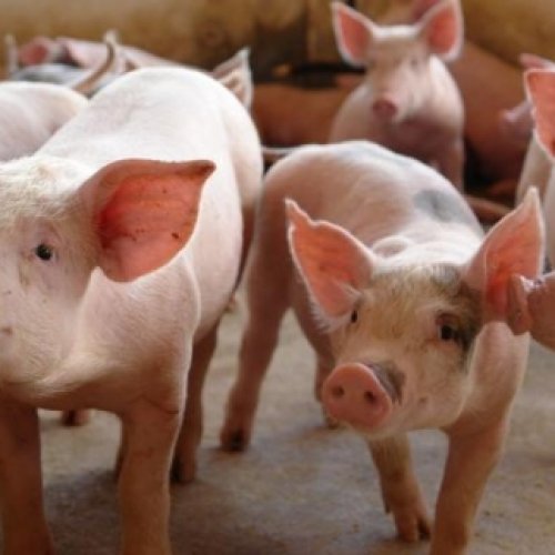 La producción de carne de cerdo creció 7 por ciento