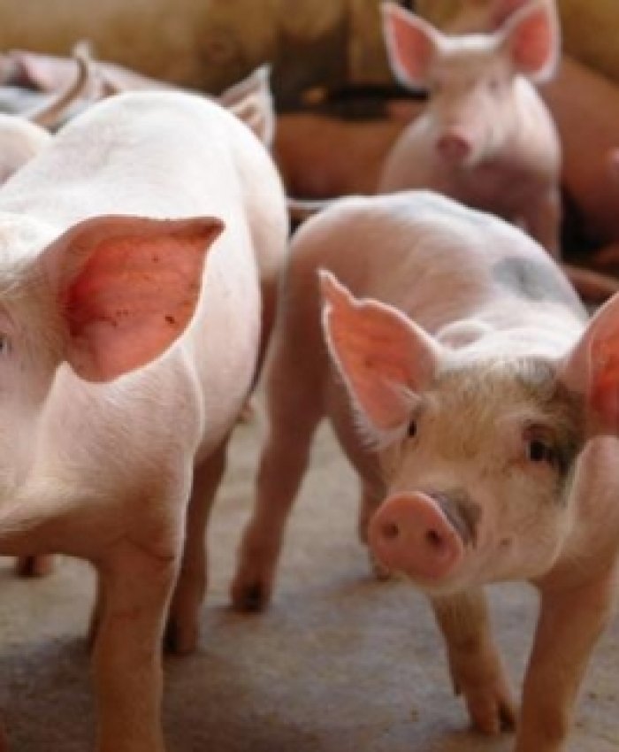 La producción de carne de cerdo creció 7 por ciento