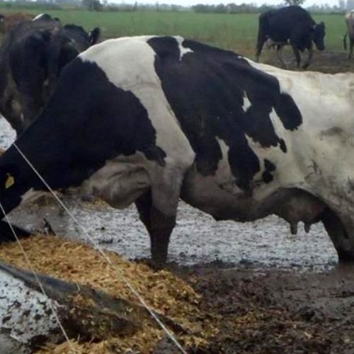 Crisis de la lechería: ya cerraron 604 tambos en lo que va del año