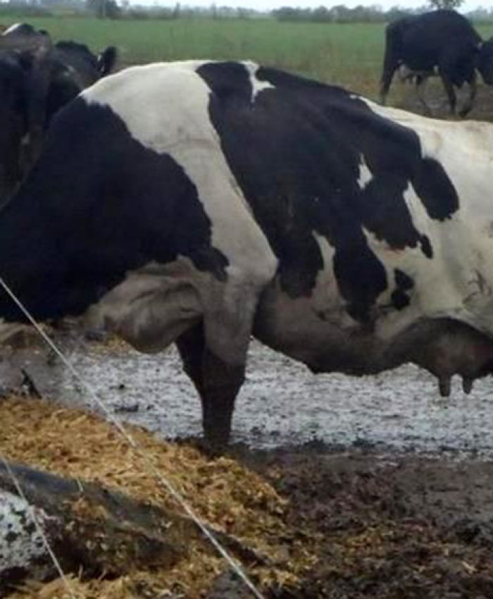 Crisis de la lechería: ya cerraron 604 tambos en lo que va del año
