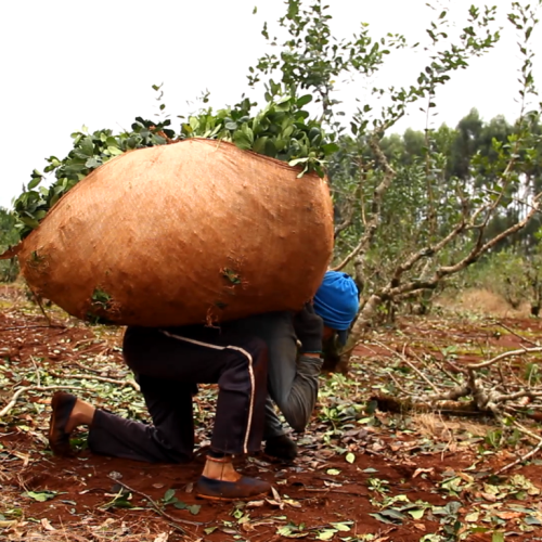 El Ministerio de Trabajo de Nación no cumple con las y los trabajadores tareferos