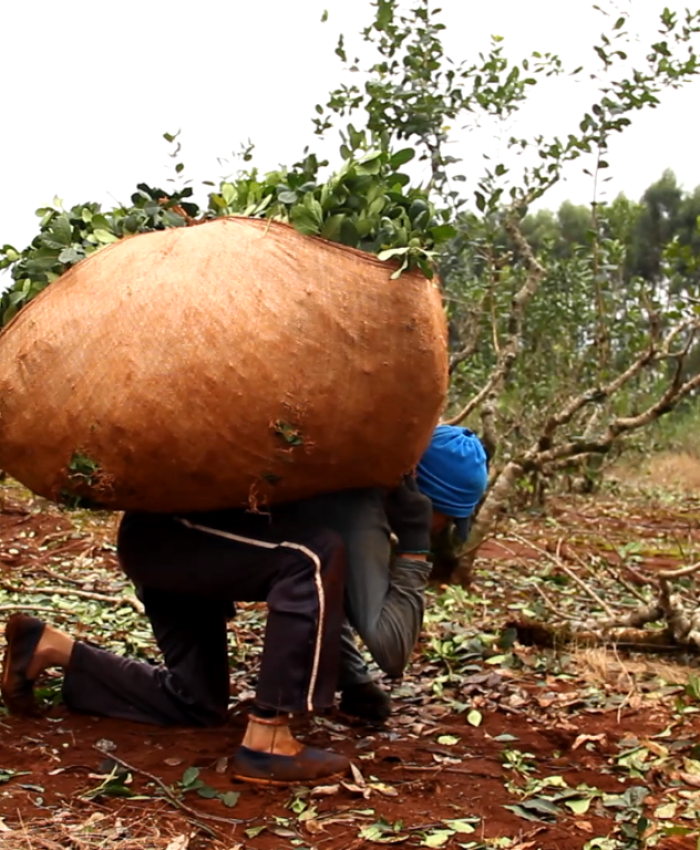 El Ministerio de Trabajo de Nación no cumple con las y los trabajadores tareferos