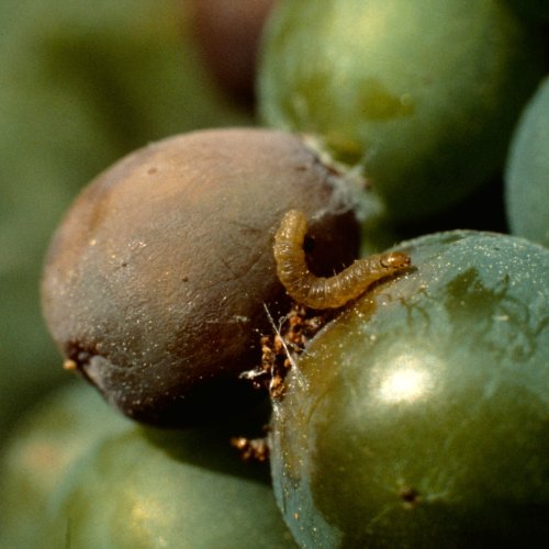 Alerta: SENASA declaró la emergencia nacional por un brote de lobesia botrana