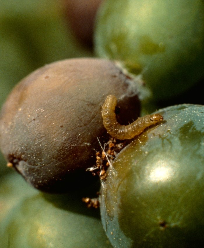 Alerta: SENASA declaró la emergencia nacional por un brote de lobesia botrana