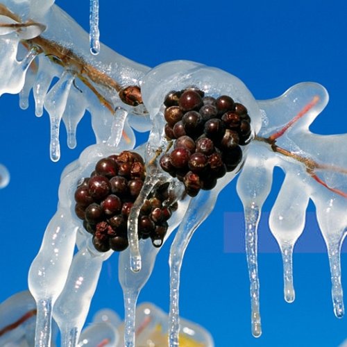 ¿Qué es el “vino de hielo” y por qué es tan codiciado?