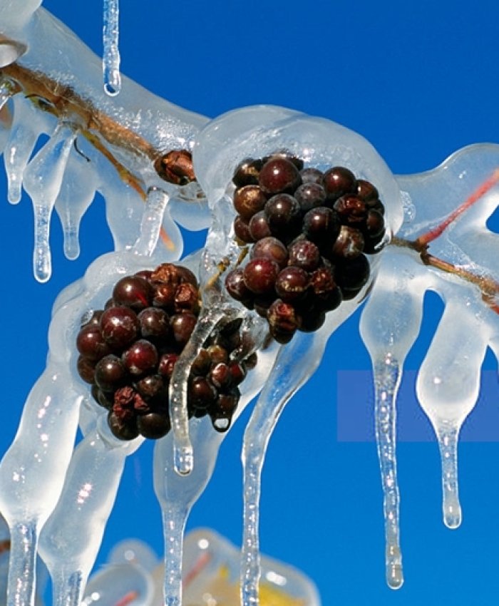 ¿Qué es el “vino de hielo” y por qué es tan codiciado?