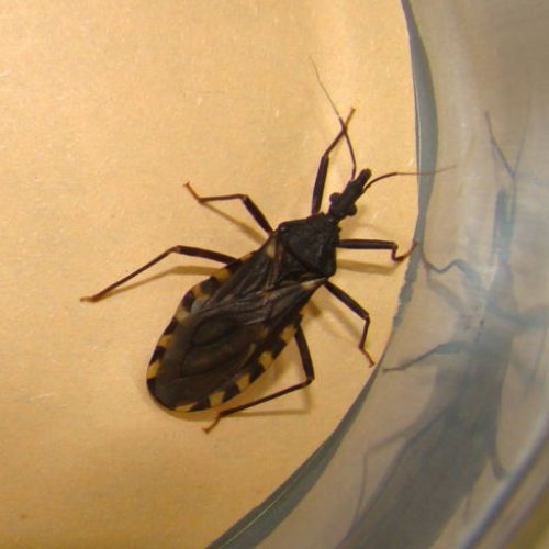 “En la provincia tenemos 21.000 personas con mal de chagas»