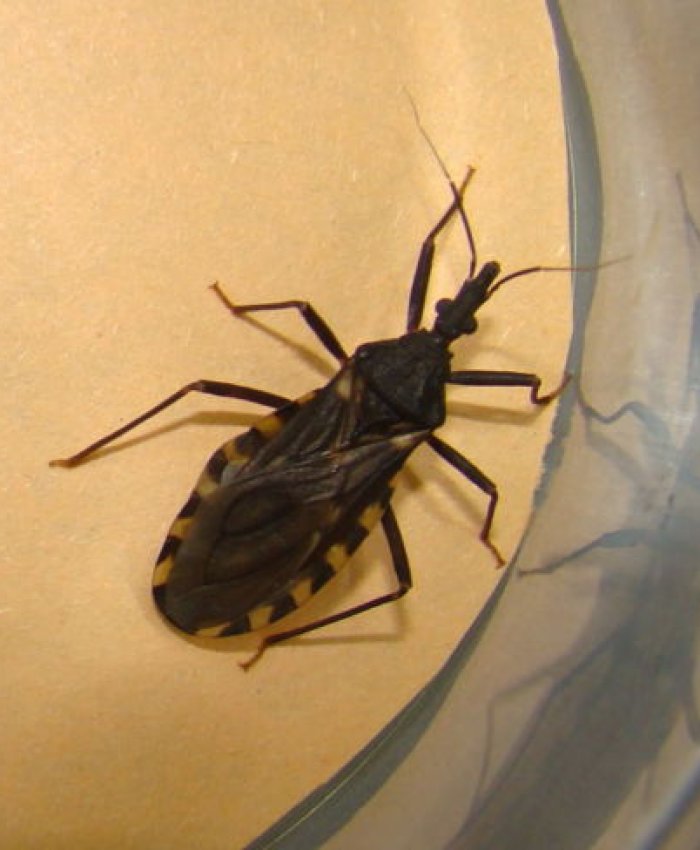 “En la provincia tenemos 21.000 personas con mal de chagas»