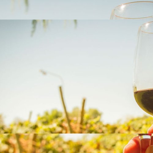 Día Nacional del Vino: Las mujeres y la Enología en esta significativa fecha.