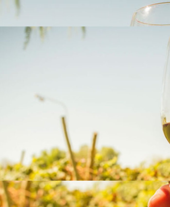 Día Nacional del Vino: Las mujeres y la Enología en esta significativa fecha.